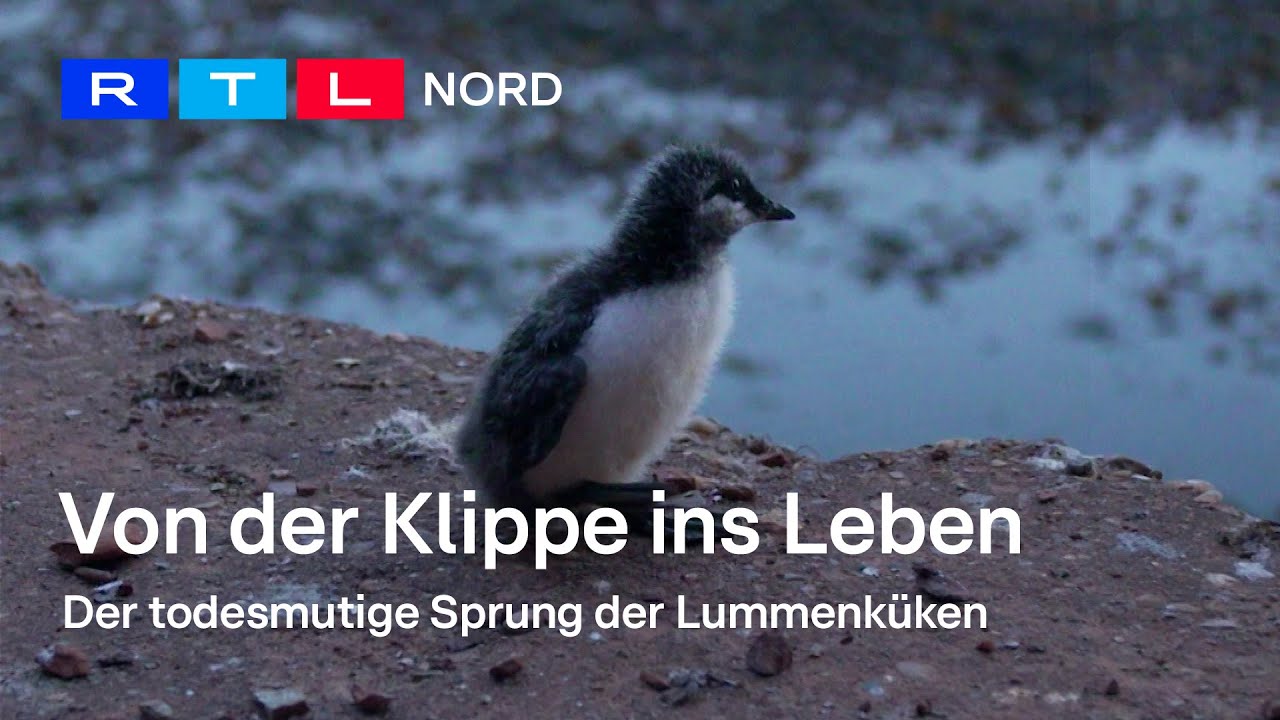 Einzigartiges Naturspektakel: Der Lummensprung auf Helgoland