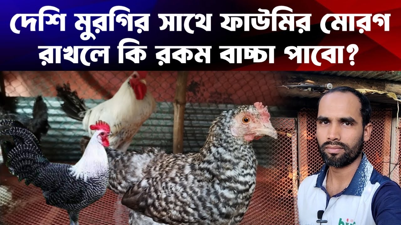 দেশি মুরগির সাথে ফাউমির মোরগ রাখলে কি বিজ ডিম পাওয়া যাবে? দেশি মুরগি পালন পদ্ধতি।shomoy agro farm