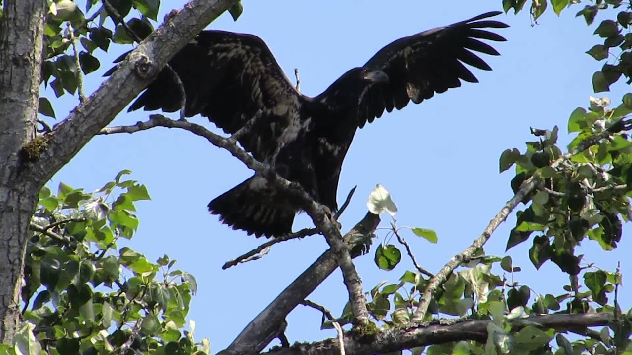 RHM Watch Bald Eagle Wing Dance (Juvenile  A+)