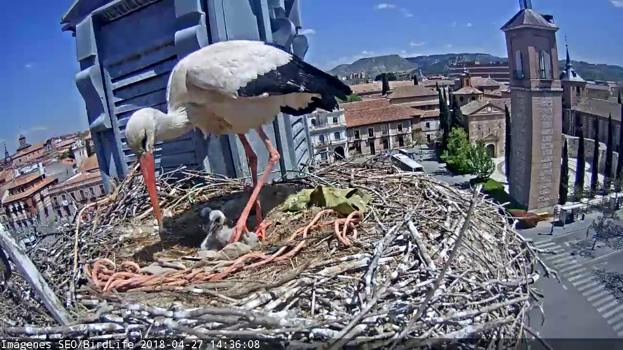 Sacando del nido al pollito muerto-Cigüeña blanca - Alcalá de Henares - SEO/BirdLife