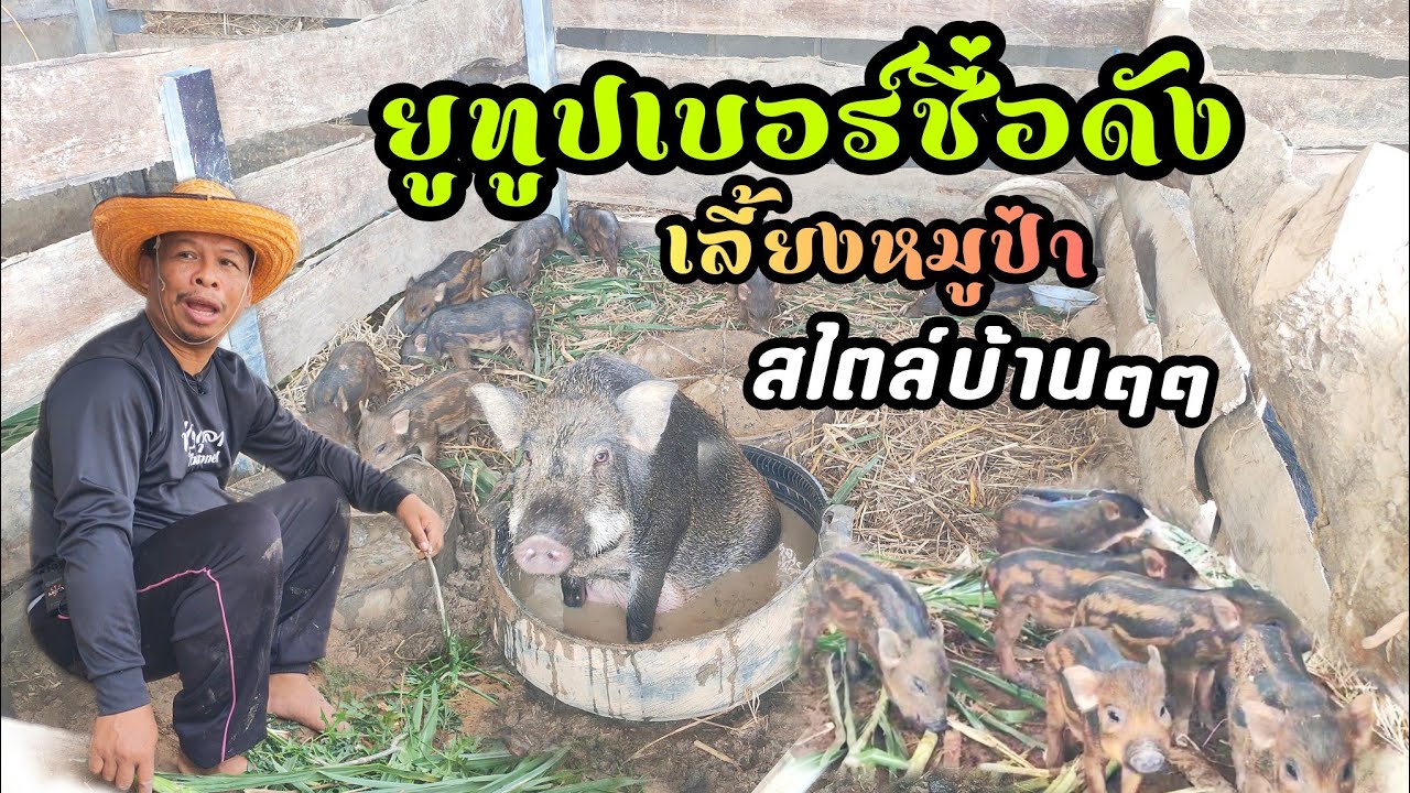 การเลี้ยงหมูป่าสไตล์บ้านๆๆ ของ ยูทูปเบอร์ชื่อดังภาคอีสาน หนุ่มต้น : ทุ่งกุลา Channel