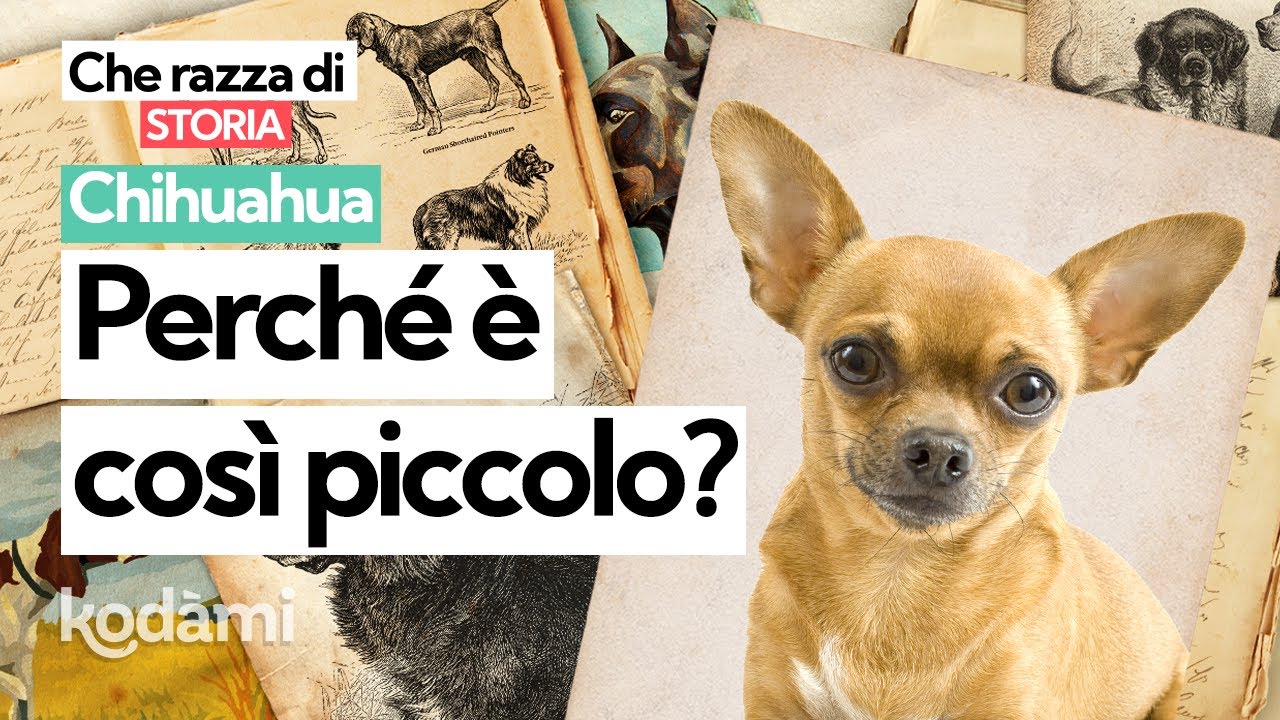 Chihuahua: cosa sapere su storia, caratteristiche e tipi