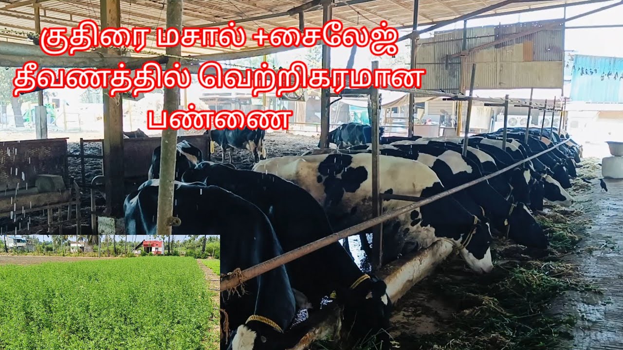 @deejayfarming8335 குதிரை மசால், சைலேஜ் தீவனத்துடன் வெற்றிகரமான மாட்டுப்பண்ணை.