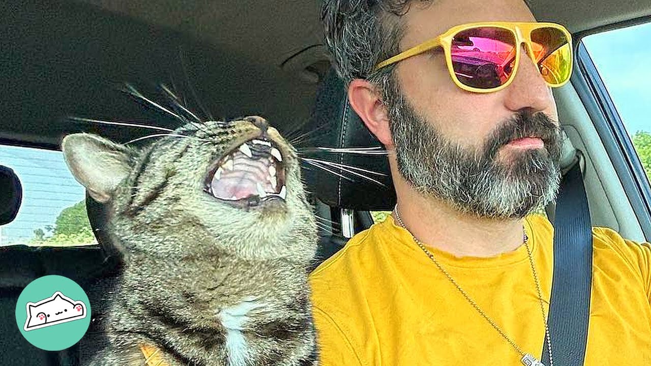 Furry Travel Companion: Cat's Love for Beautiful Destinations | Cuddle Buddies