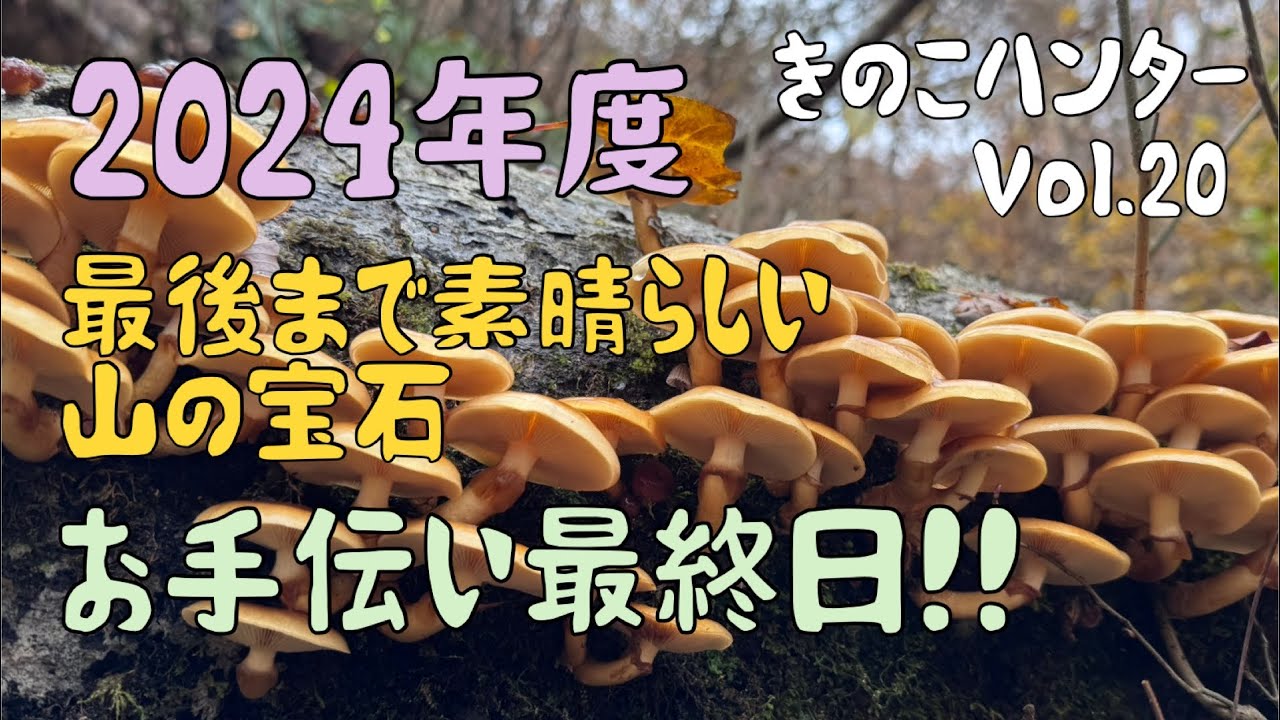 きのこハンターVol.20 2024年度最後の収穫お手伝い