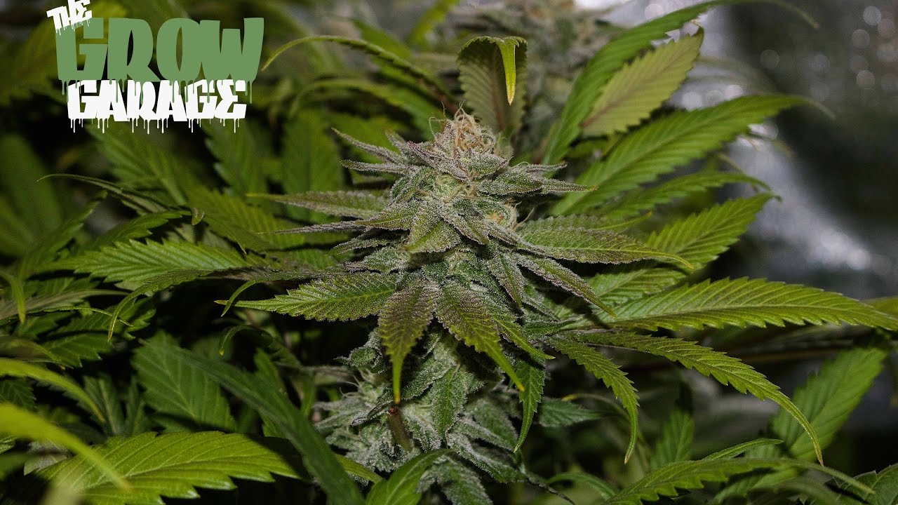 True Believer Day 45 Flower 600w Gavita Living Organic Soil Cannabis Grow