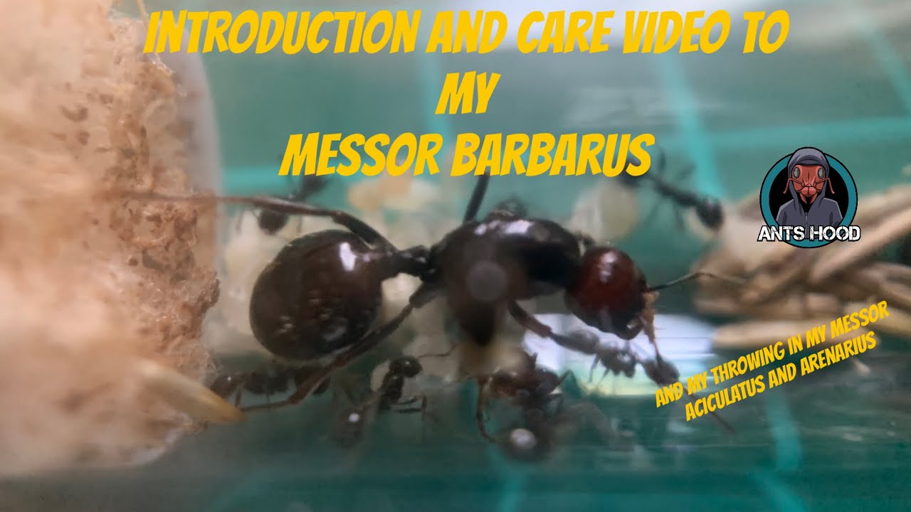 introduction/care video to my Messor Barbarus