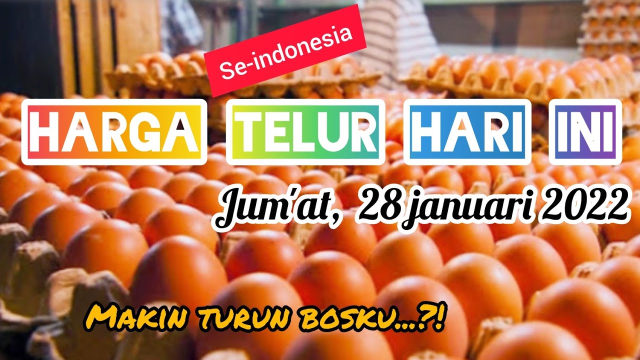 Harga telur ayam hari ini || HARGA TELUR HARI INI (jum'at, 28 januari 2022)
