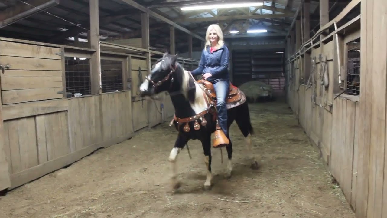 Kodak's Bojangles Kodi Super calm sweet young trail gelding