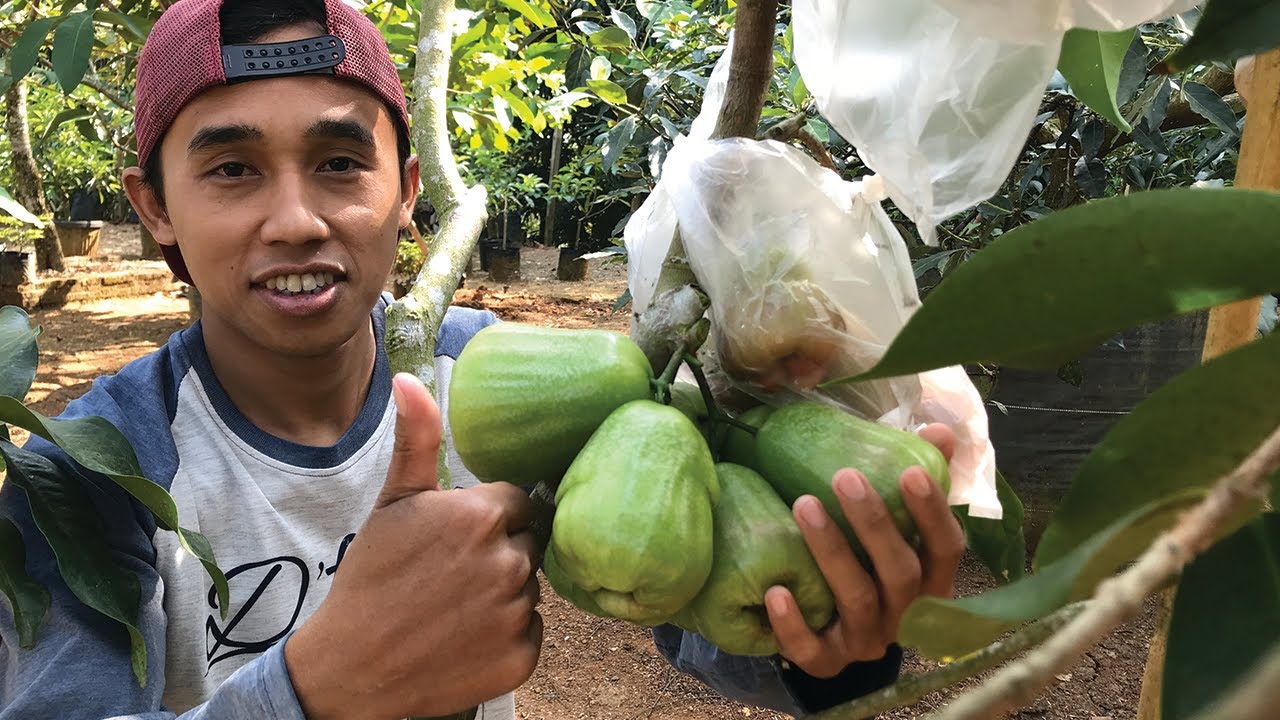 Uji Rasa Jambu Air Khiojok | Review 80 mdpl