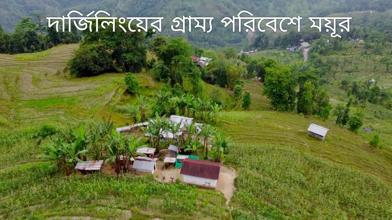 Lower Naya Basti ~ Bijanbari ↑ Travel Vlog No. 134 with Santanu Ganguly