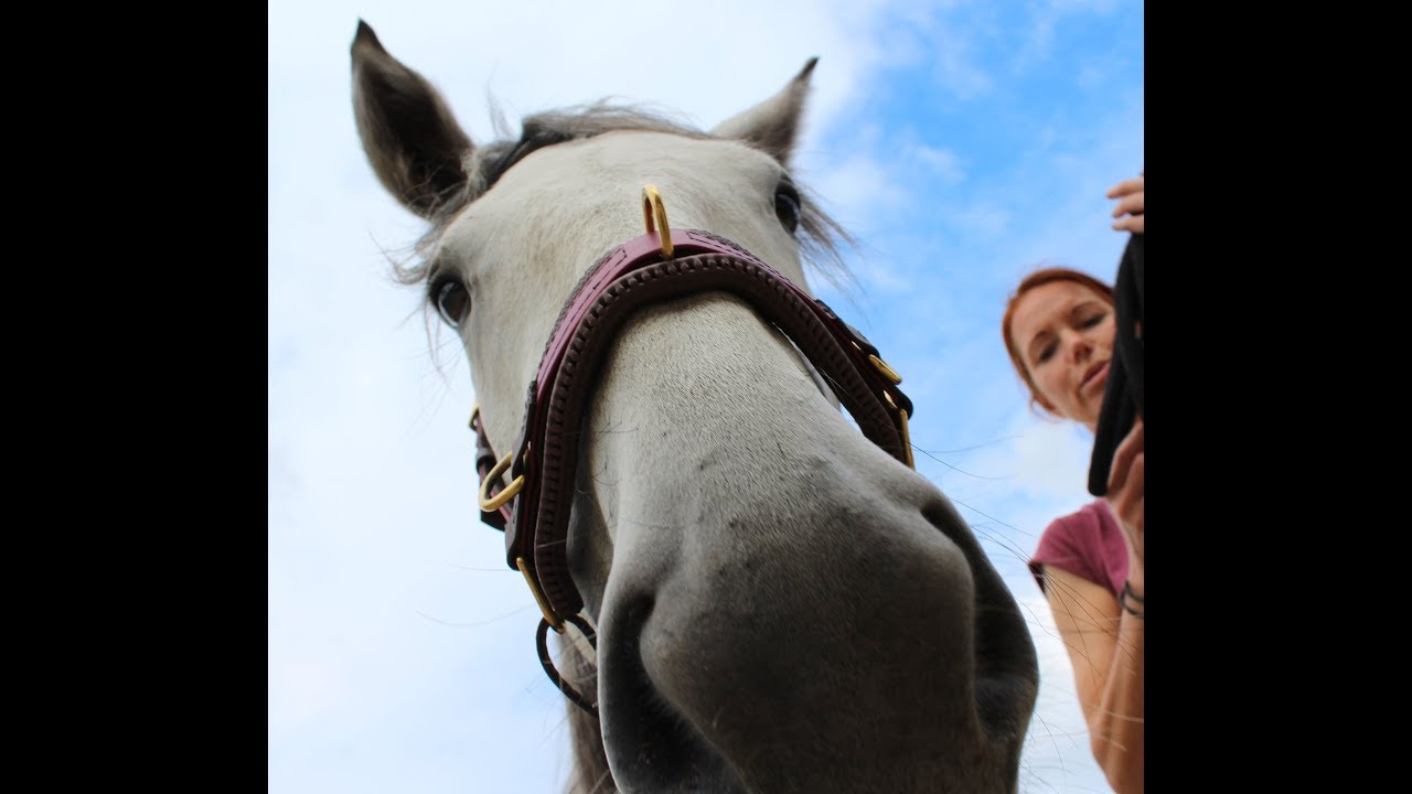 My Mustang & me - Uschi auf der Pferdewaage
