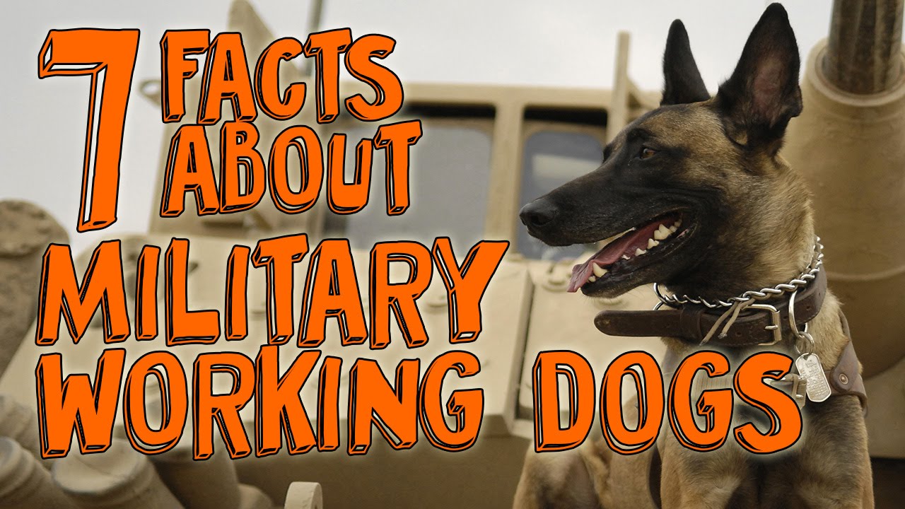 7 Fascinating Facts about Military Working Dogs