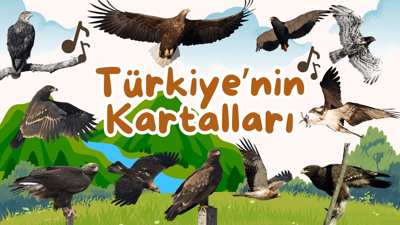 Türkiye’nin Kartalları 🦅 #kartal #eagle #kuş 