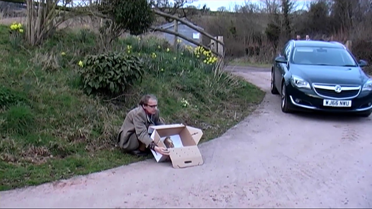 Barn Owl Release for RSPCA - 09/03/17