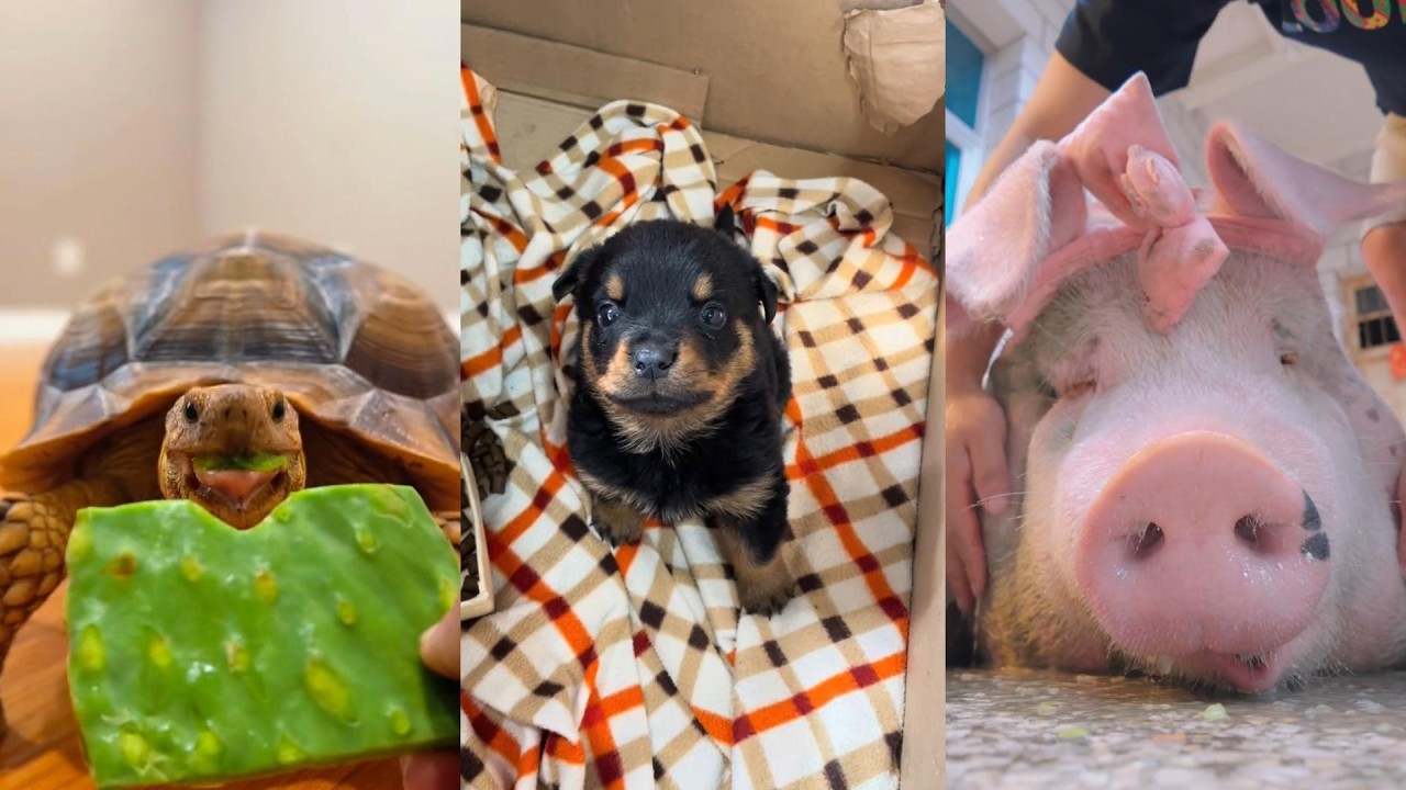 Animal Baby Rescue#animals #animalrescue #wildliferescue #wildlife #lovestory #rescue #animalbabies