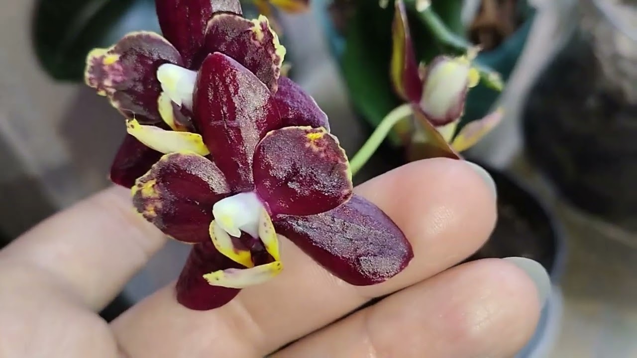Обсуждаем орхидеи, и пересадку 😊😊🌹🌹