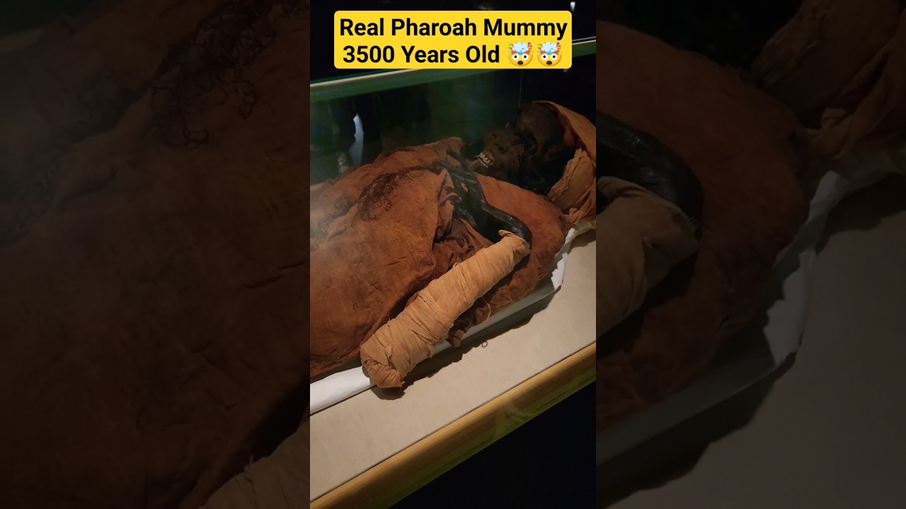 Real Mummy of Pharoah/Firaun/Firon