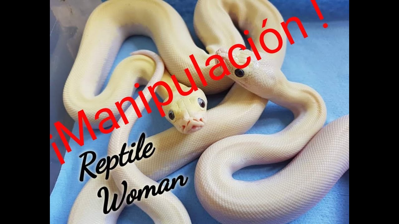 ¿CÓMO MANIPULAR A MI SERPIENTE?