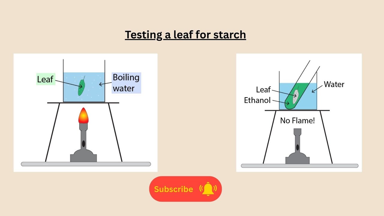 Testing a leaf for starch for AQA GCSE Biology and Combined Science