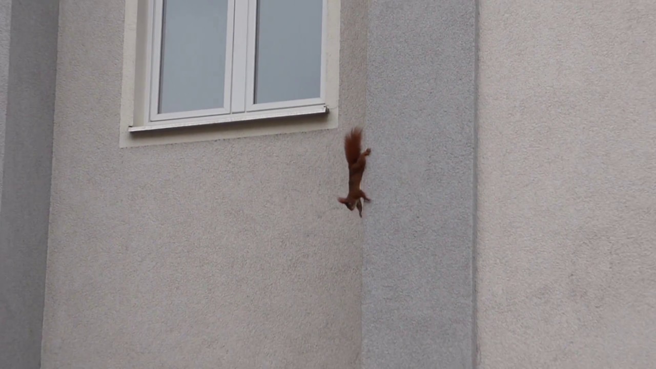 Eichhörnchen Trommlerin baut einen Kobel an der Hauswand / Squirrel builds a nest on the housewall