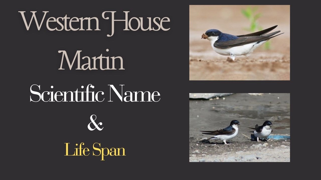 Western House Martin Scientific Name And Lifespan | The Bird That Never Stops? The SHOCKING Truth