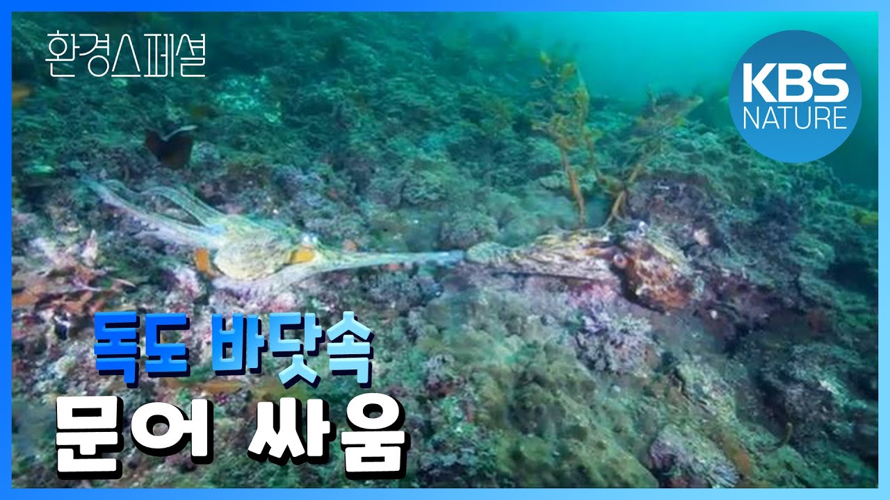 게 잡아먹는 문어! 환경스페셜 ‘외롭지 않은 섬’ / KBS 20130102 방송