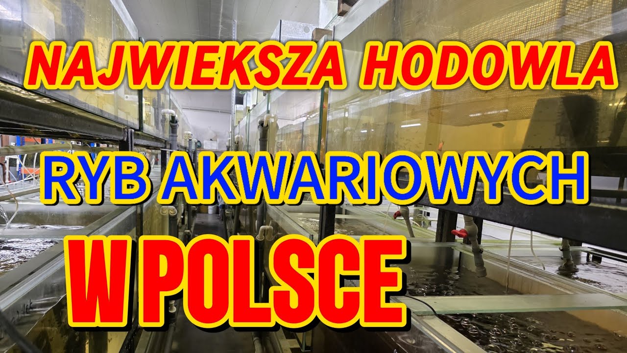 Największa hodowla ryb akwariowych w Polsce.