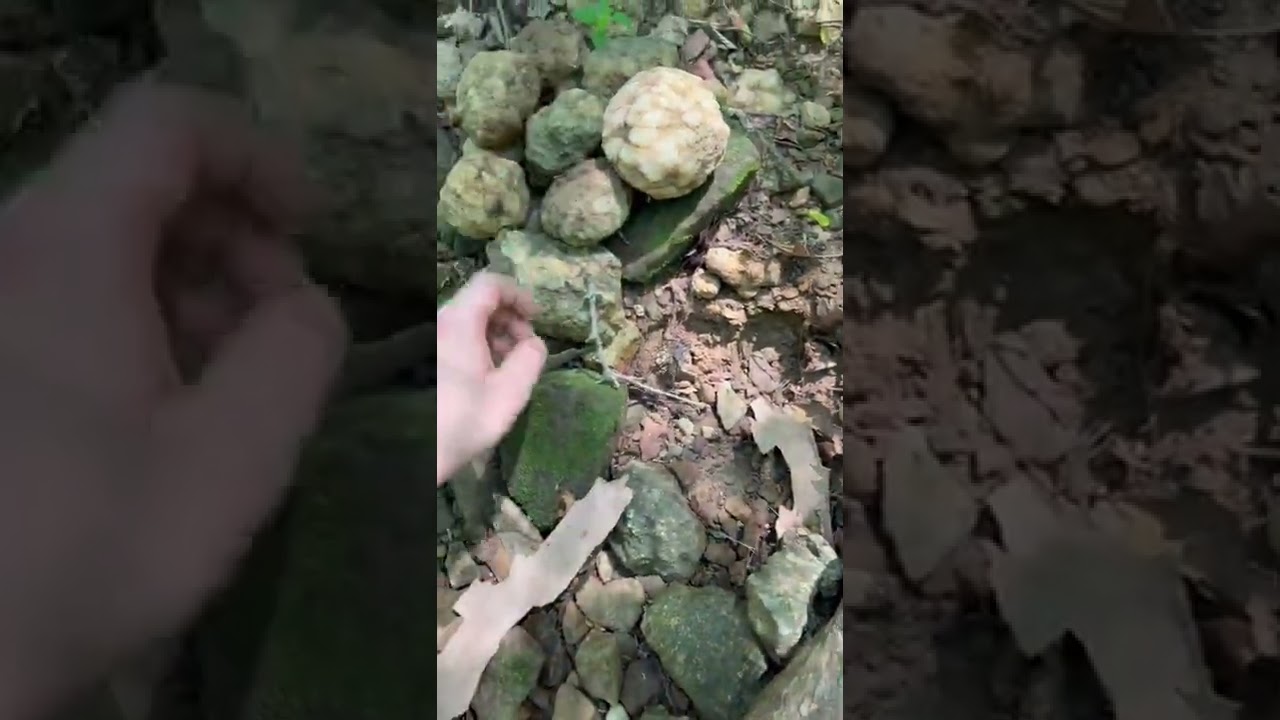 A BOUNTIFUL Geode Harvest! #rockhounding #geodecollecting #teamrockit