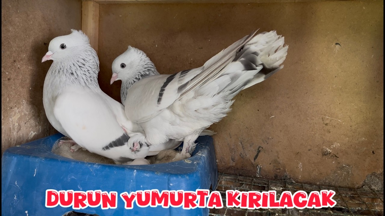 SARI KIRLAR YUMURTA YÜZÜNDEN BİRBİRİNE GİRDİ ( DURUN YETER )