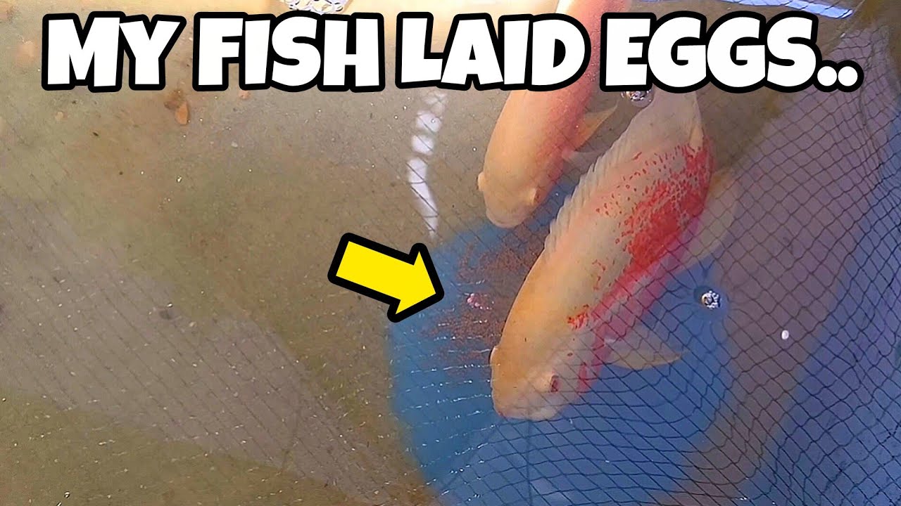How I Hatched Fish Eggs with Methylene Blue (Do’s & Don’ts + Step-by-Step Guide)