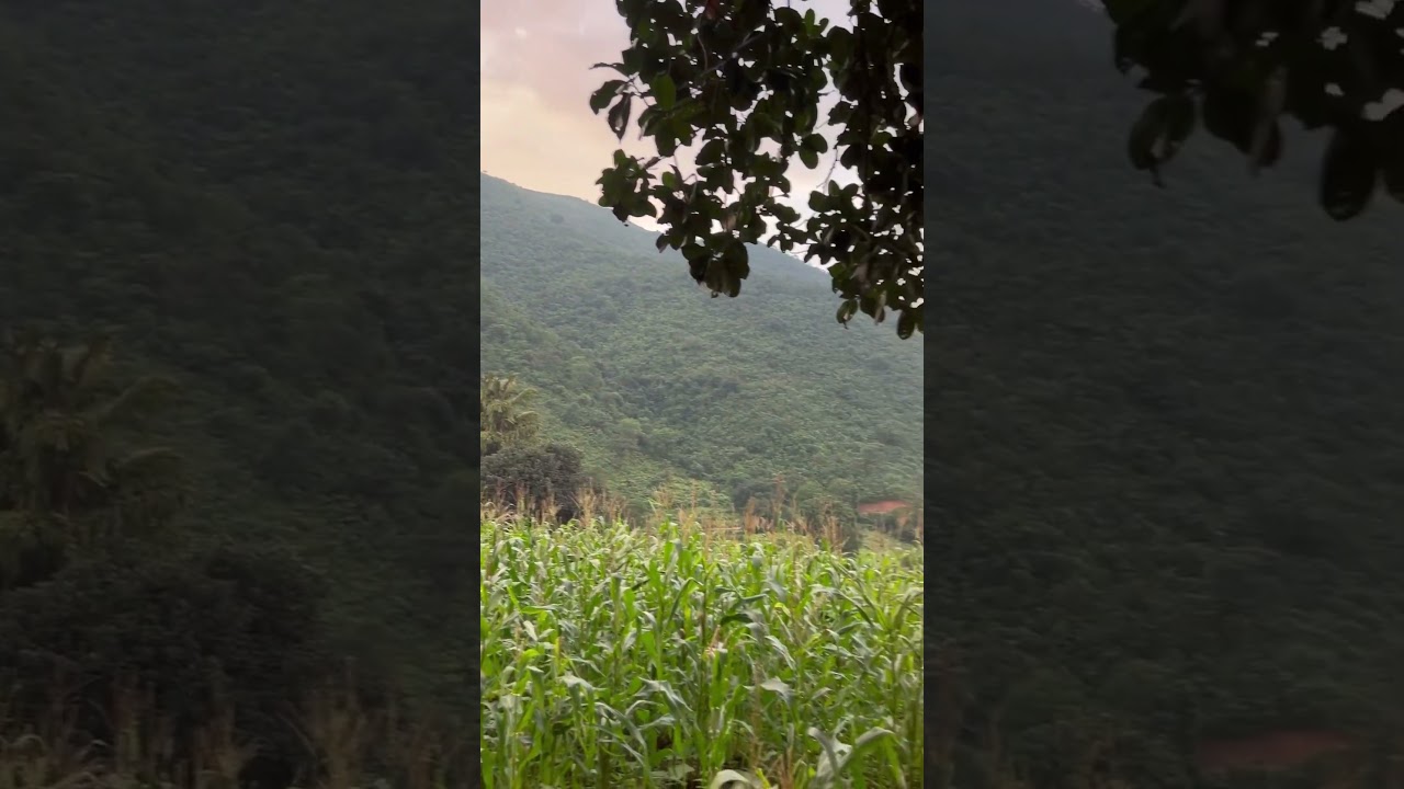 Corn fields and surrounding near talamiting waterfall #koraput #waterfall #cornfields #goldenhour