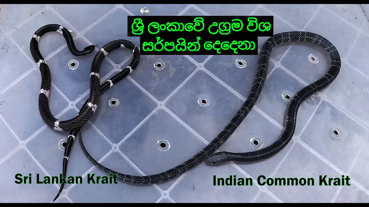 Indian Common Krait & Sri Lankan Krait