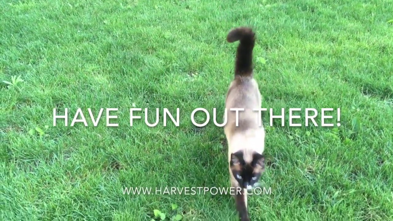 3 Easy Tricks to Love Your Lawn Naturally