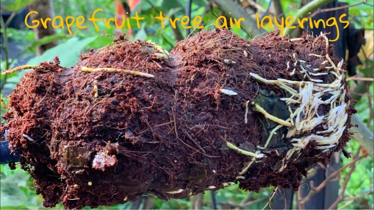 How to air layerings grapefruit tree | Grapefruit tree air layerings method