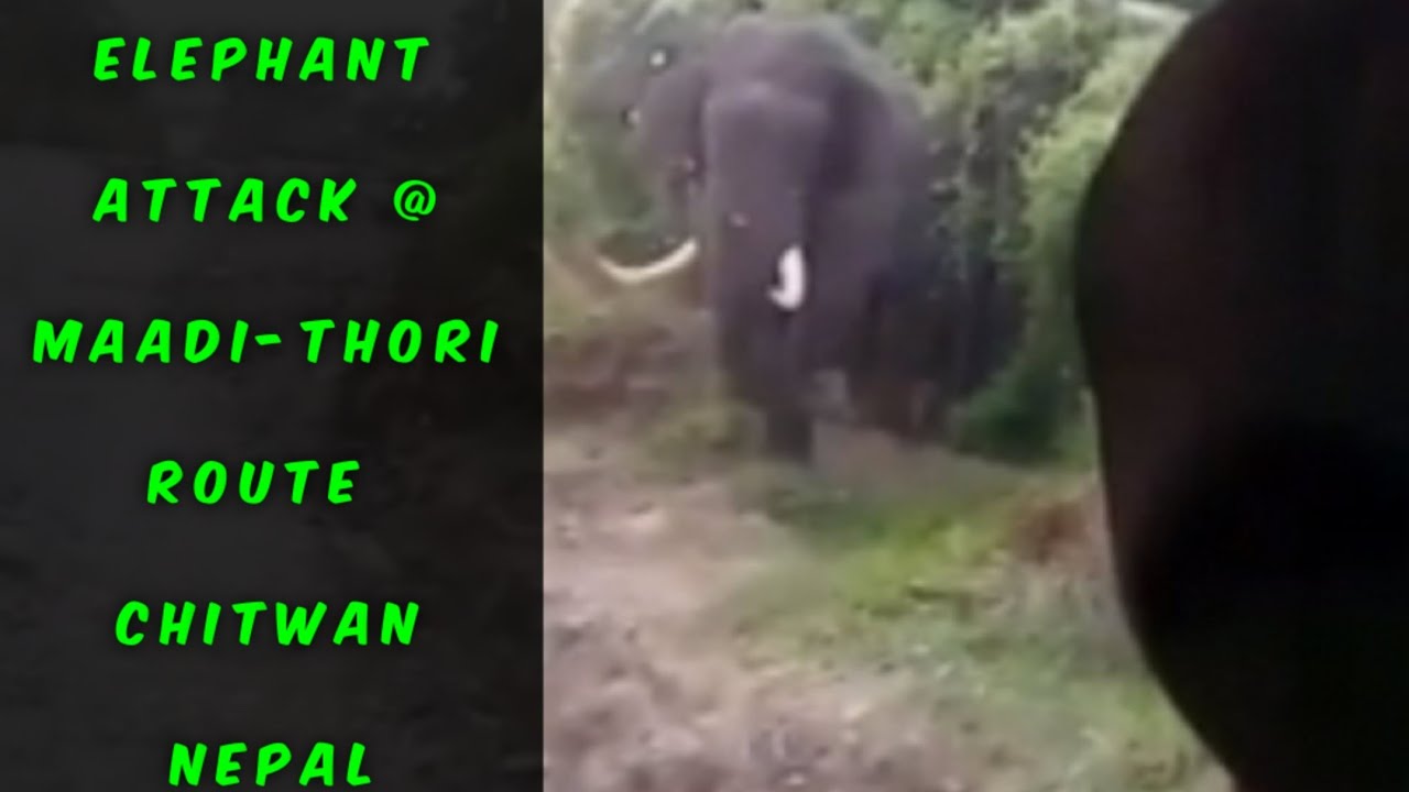 Elephant Attack On Bus @ Maadi Chitwan | Nepal