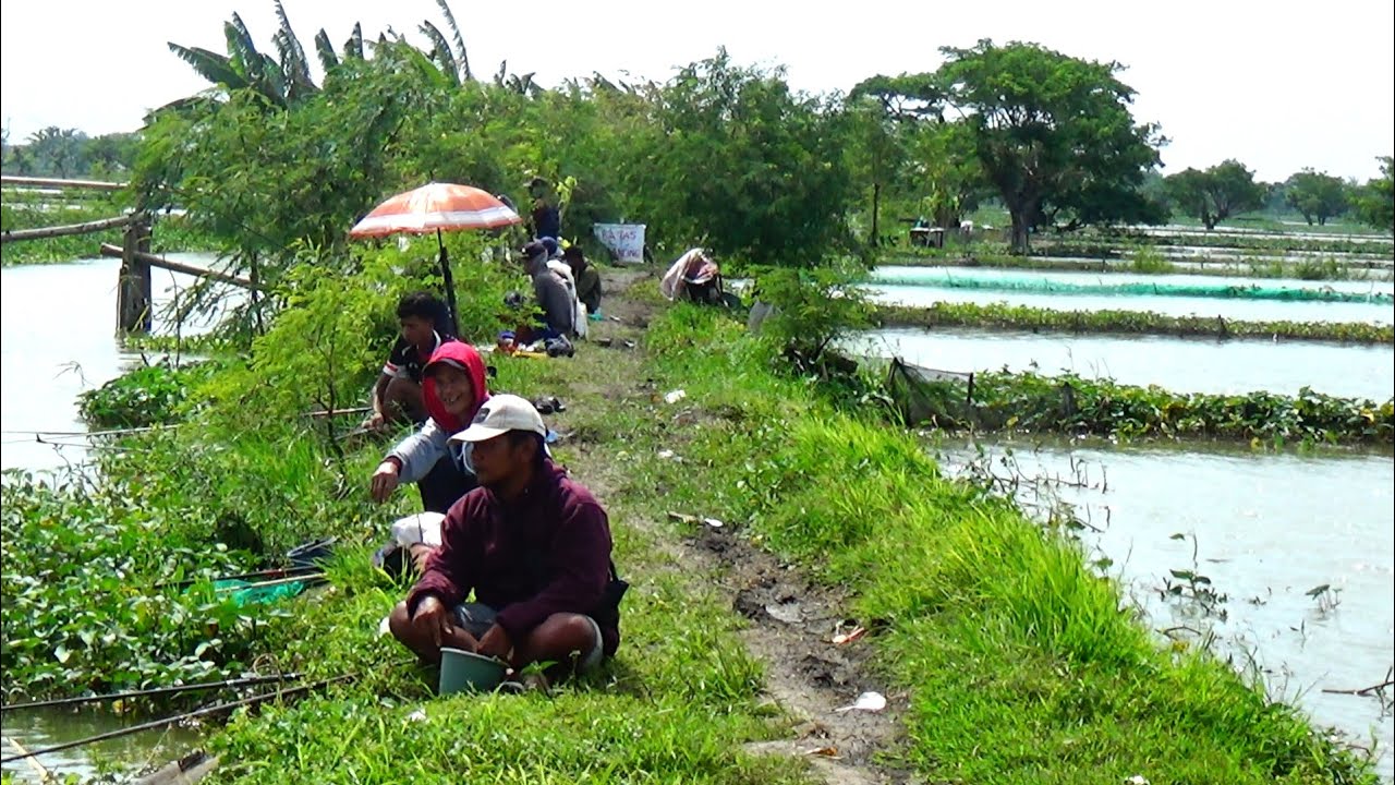 Semua pemancing yang mancing di kali tebasan ini panen ikan mas 