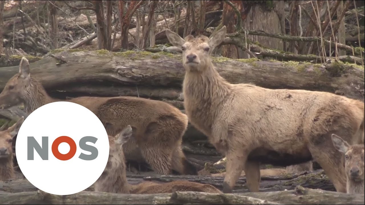 OOSTVAARDERSPLASSEN: hoge sterfte onder grazers