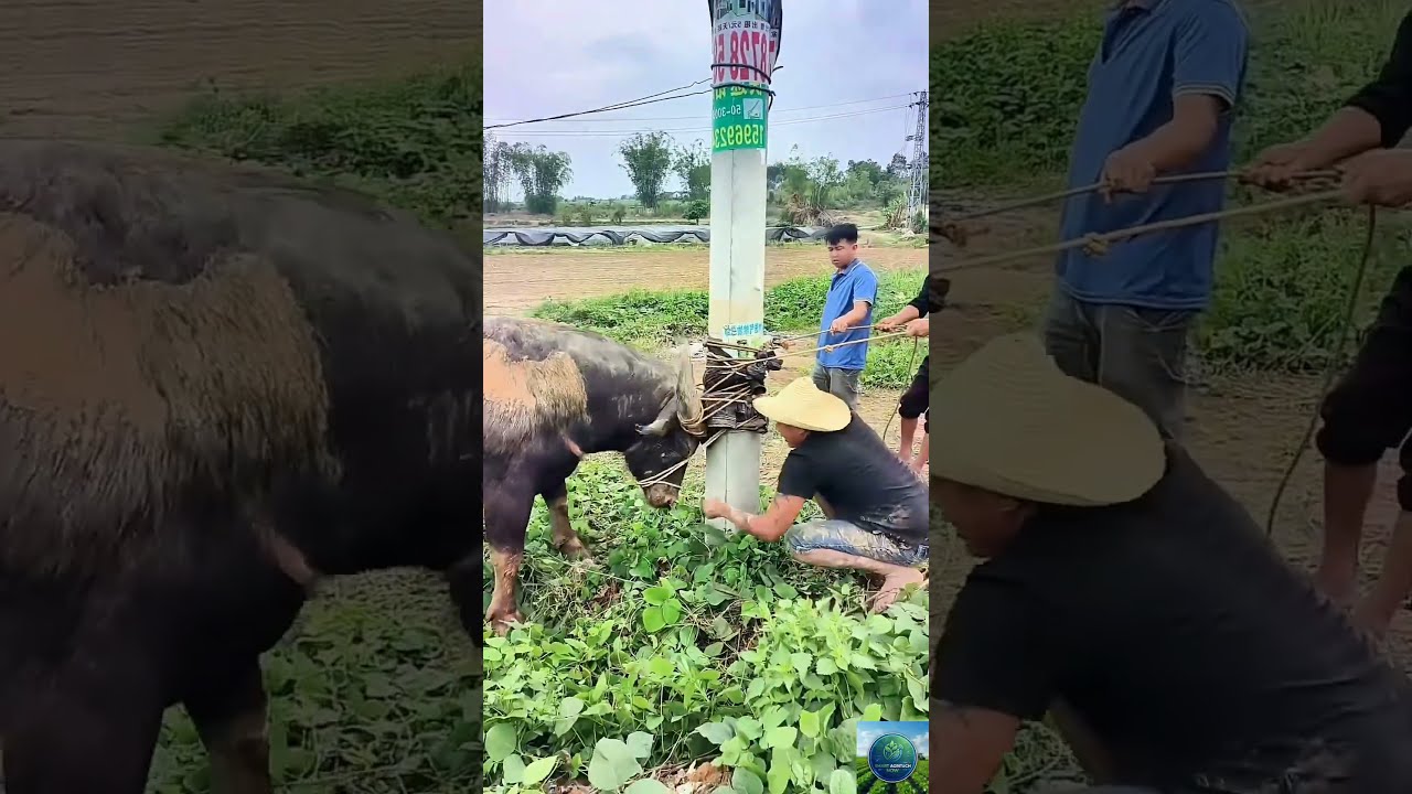 How Farmers Secure Large Water Buffaloes Safely Traditional Livestock Care #agritech #farming #viral