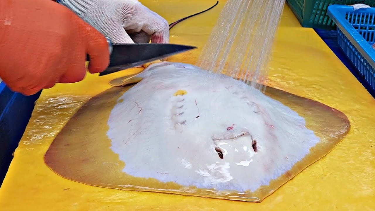скат, сашими из ската, стрижка ската, стрижка ската
