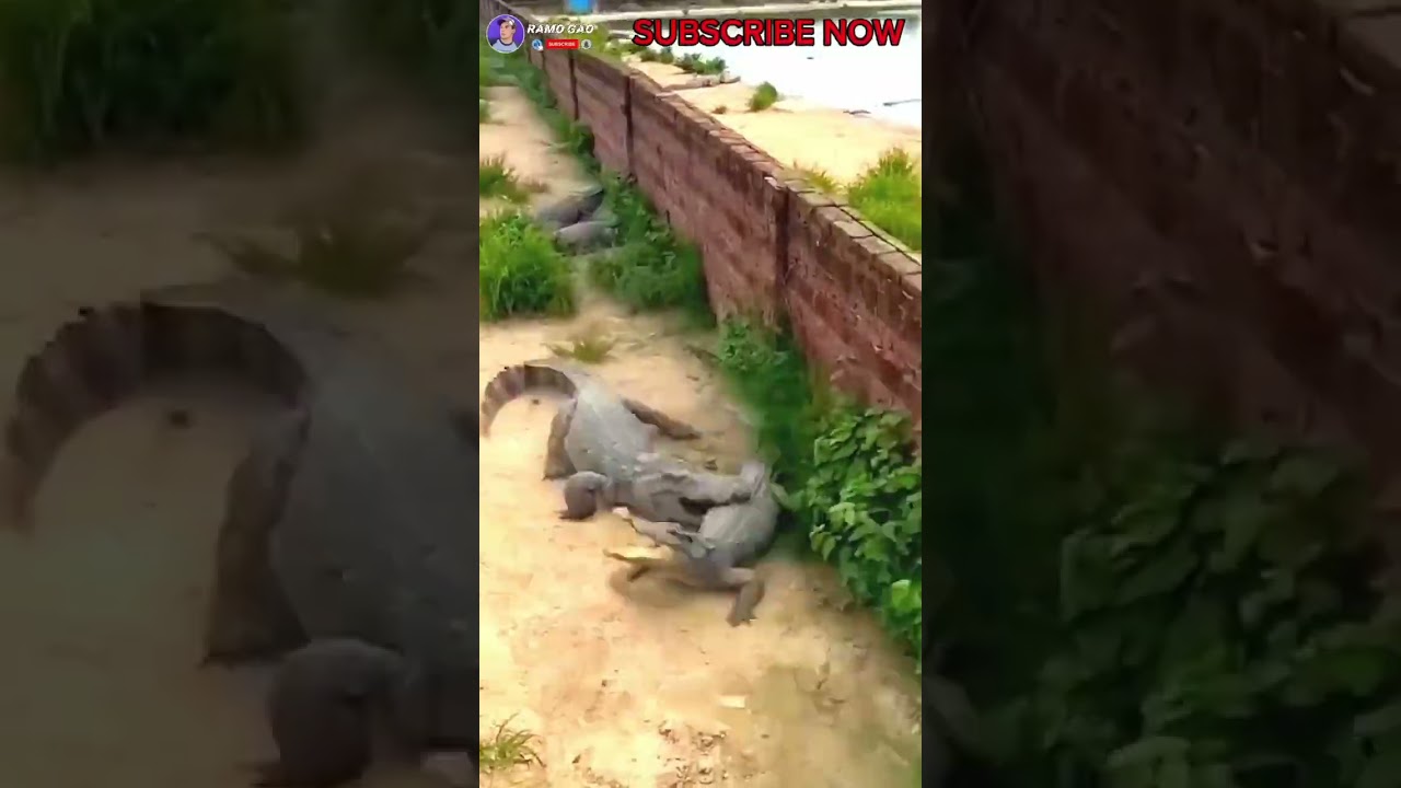 Pertarungan Buaya vs Buaya #Shorts #shortvideos #buaya #buayabesar #viral @RAMO_GAO
