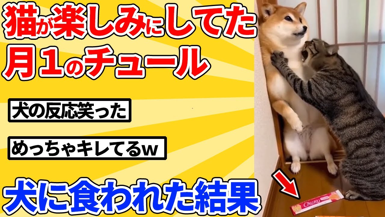 【2ch動物スレ】楽しみにしてたチュールが犬に盗み食いされたと知った瞬間の猫の反応ｗｗｗｗｗ