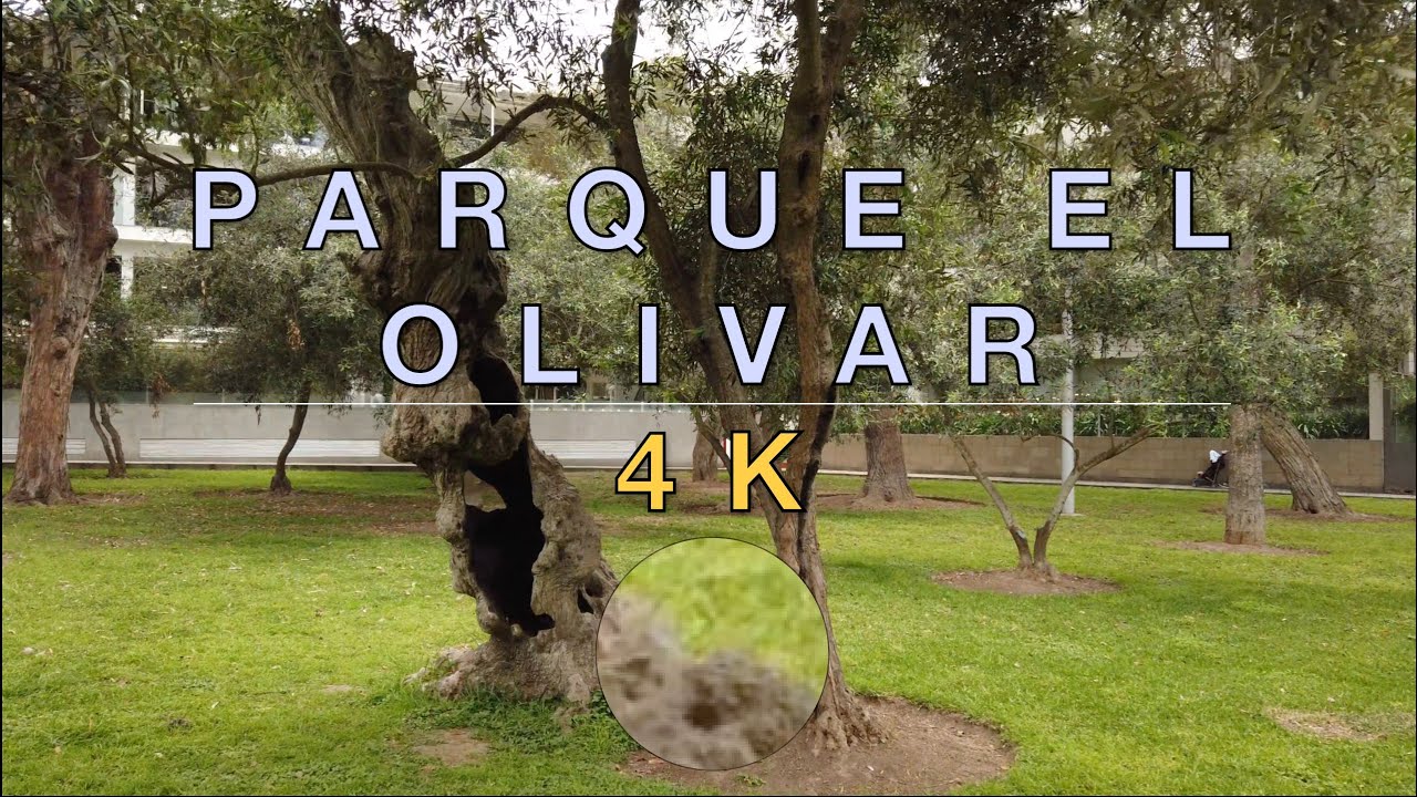【4K UHD Lima - Perú 🇵🇪】- Relaxing Parque El Olivar Walk [November 2019]