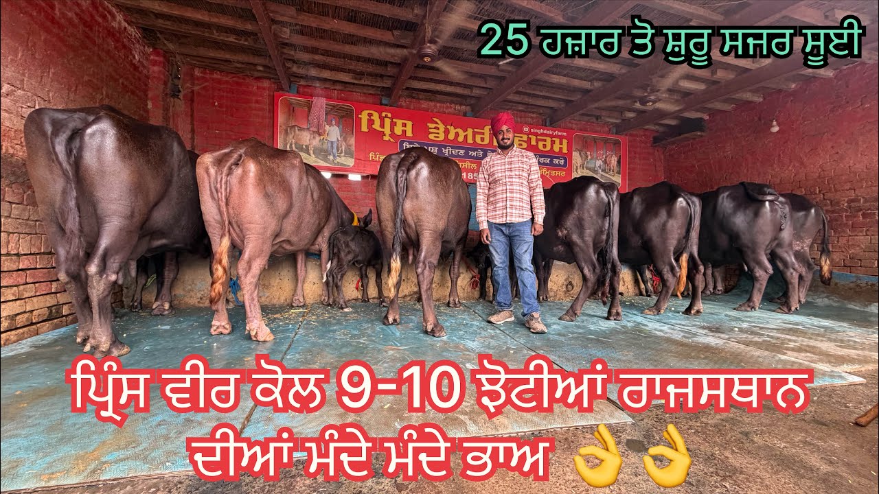 Prince: 95012 96185/ 10 buffalo for sale/ 20-7-26/ vedio lye:70090-48628/ vadiya farm