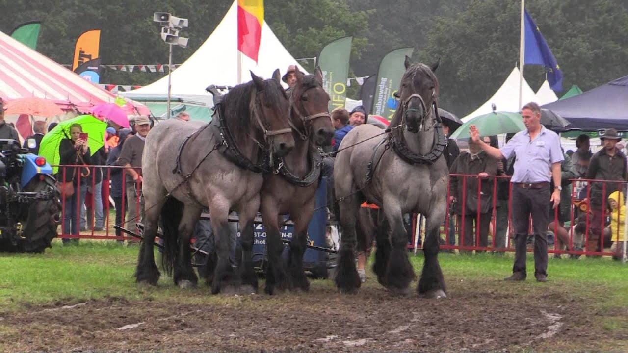 3 Very Strong Draft Horses: pull demonstration
