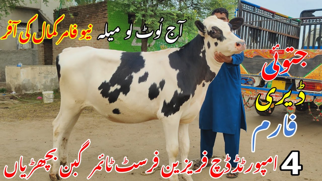 jatoi dairy farm | dutch breed ki heifers first timer pregnant for sale | 03036629052