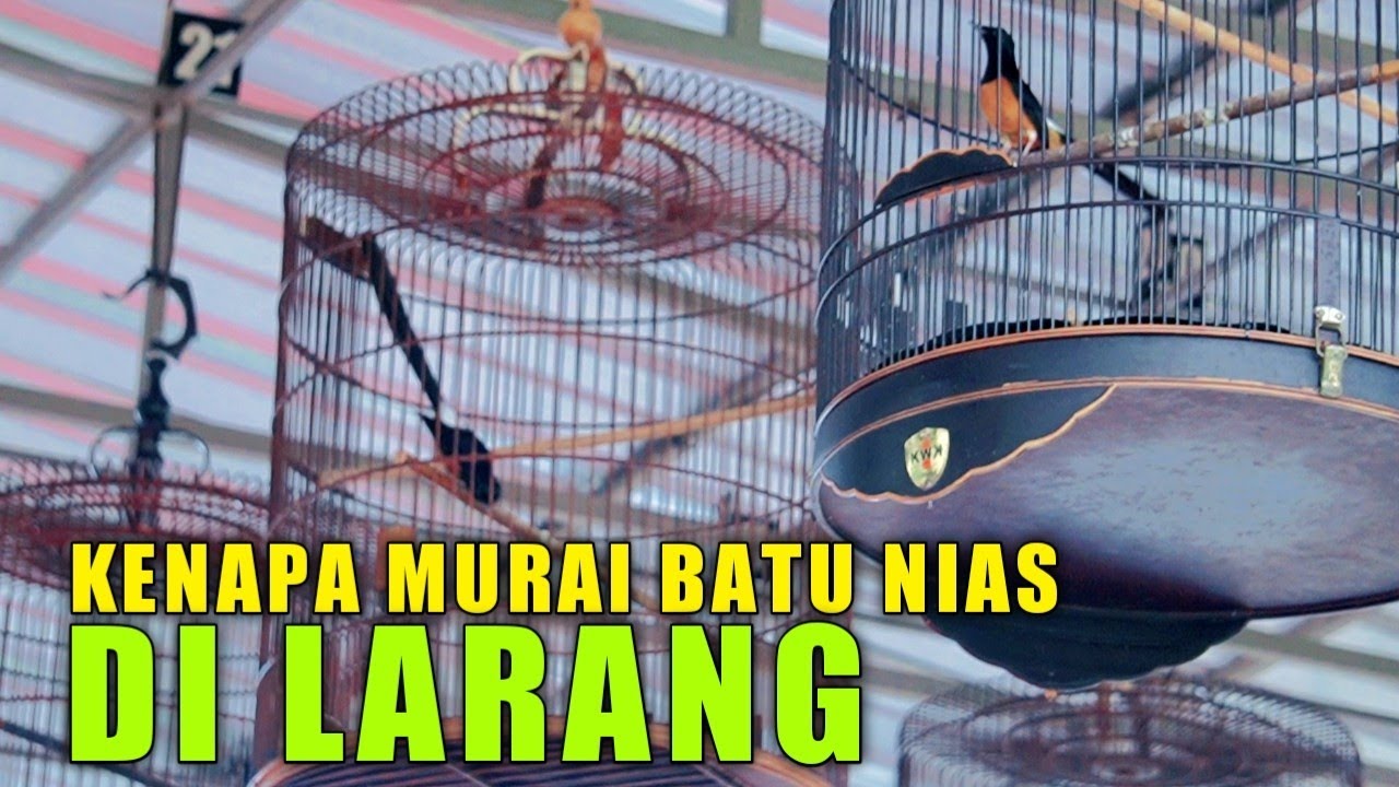 HARGANYA JADI MURAH‼️murai batu nias di anak tirikan