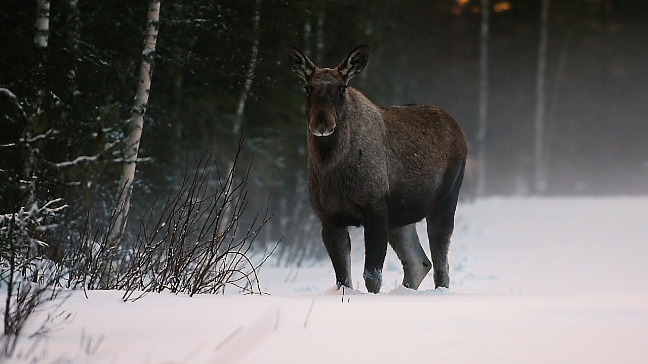 Älgspaning med Nikon D750 och Nikon 70-200 F2.8