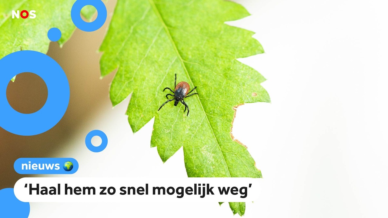 Opgelet! Komende weken meer tekenbeten verwacht