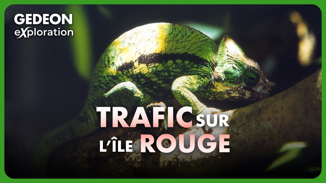 Madagascar : comment sauver l’île sanctuaire du pillage ? | Documentaire Aventure